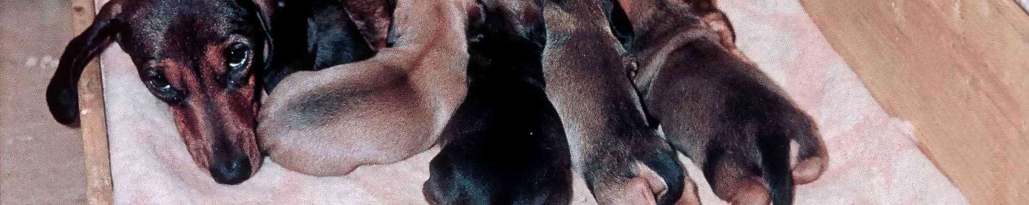 Animals of the World