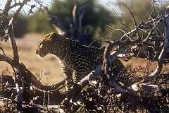 Etosha, Oshikoto, Namibia - A leopard in Etosha National Park.
