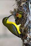 Cairns, Queensland, Australia - A female Yellow-breasted Sunbird feeding her young.