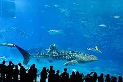 Okinawa, Ryūkyū Islands, Japan - A whale shark, manta rays and dolphins at the Okinawa Churaumi Aquarium, Ocean Expo Park.