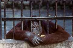 Surabaya, Java, Indonesia - A sad looking orang utan behind bars in the zoo.