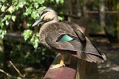 Port Douglas, Queensland, Australia - A Pacific black duck in the Rainforest Habitat Wildlife Park.