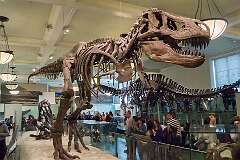 New York City, USA - Skeleton of Tyrannosaurus rex, the American Museum of Natural History.