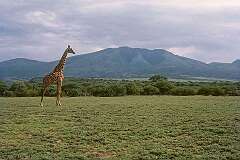 Serengeti Plains, Tanzania - A giraffe near Olduval Gorge (Oldupai).