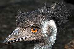Newcastle, New South Wales, Australia - An emu in Blackbutt Reserve.