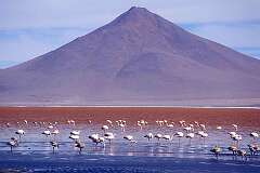 Laguna Colorado, Bolivia - James' flamingoes in the High Andes.