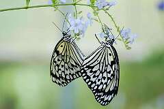Okinawa, Ryūkyū Islands, Japan - Ogomadara butterflies, the largest in Japan, near the Peace Memorial Park.