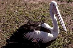 Mataranka, Northern Territory, Australia - A pelican at Territory Manor.