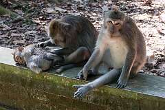 Sangeh, Bali, Indonesia - Grey macaques, residents in the Sangeh Monkey Forest.