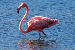 Karpata, Bonaire island, Dutch Caribbean - One of the many flamingoes in Goto Meer (lake).