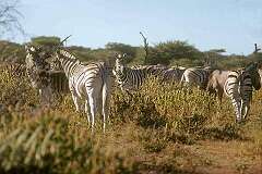 Etosha, Oshikoto, Namibia - Zebras in Etosha National Park