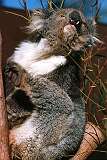 Healesville, Victoria, Australia - A Koala in Healesville Sanctuary.