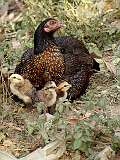 Bago (Pegu), Myanmar - A hen with her chicks.