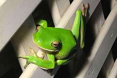 Cairns, Queensland, Australia - An Australian green tree frog.