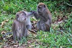 Pulau Pangkor, Perak, Malaysia - Long-tail macaques.
