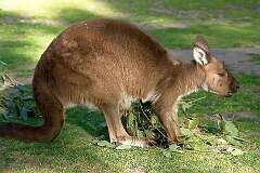 Healesville, Victoria, Australia - A young kangaroo in Healesville sanctuary.