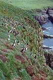 Mykines, Faroe Islands - Puffins along the steep coast.
