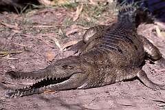 Darwin, Northern Territory, Australia - A Johnston or Freshwater Crocodile in a crocodile farm.