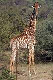 Hoedspruit, Limpopo, South Africa - A giraffe, in a wild reserve in the former Transvaal.