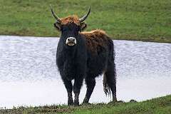 Lelystad, Flevoland, Netherlands - A Heck bull at Oostvaardersplassen Nature Reserve.