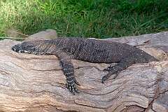 Healesville, Victoria, Australia - A Lace monitor lizard in Healesville sanctuary.
