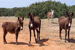 Dipkarpaz, Famagusta, North Cyprus - Donkeys, now living wild, on the Karpas Peninsula.