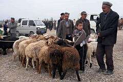Kashgar, Xinjiang-Uyghur, China - Selling sheep at a Livestock Market.