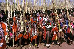 Lobamba, Eswatini, 1973 - Girls carrying bundles of reed in the Queen Mother's residence during the Swazi “uMhlanga” or Reed Dance ceremony.