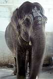 The resident temple elephant at the Ramanathaswamy Temple.
