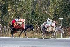 Donkeys along the road in Maku, just east of the Turkish border in West Azerbaijan Province.