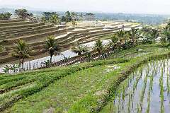 Penebel, Bali, Indonesia - The Jatiluwih Rice Fields, seen from the road in Desa Jatiluwih.