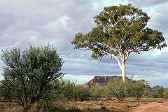 Northern Territory, Australia - In West MacDonnell National Park, Central Australia.